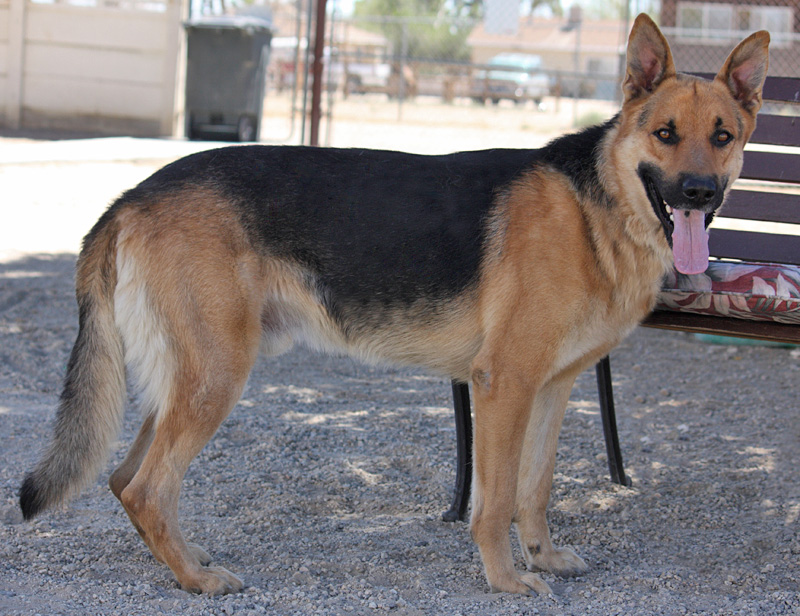 Westside German Shepherd Rescue of Los Angeles