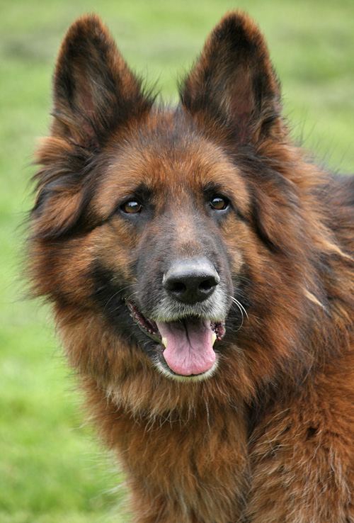 View Red Long Haired German Shepherd Pictures