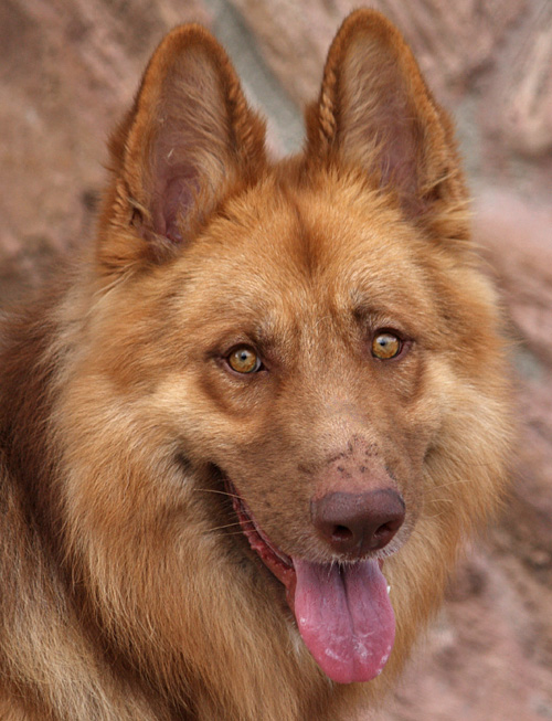long haired liver german shepherd