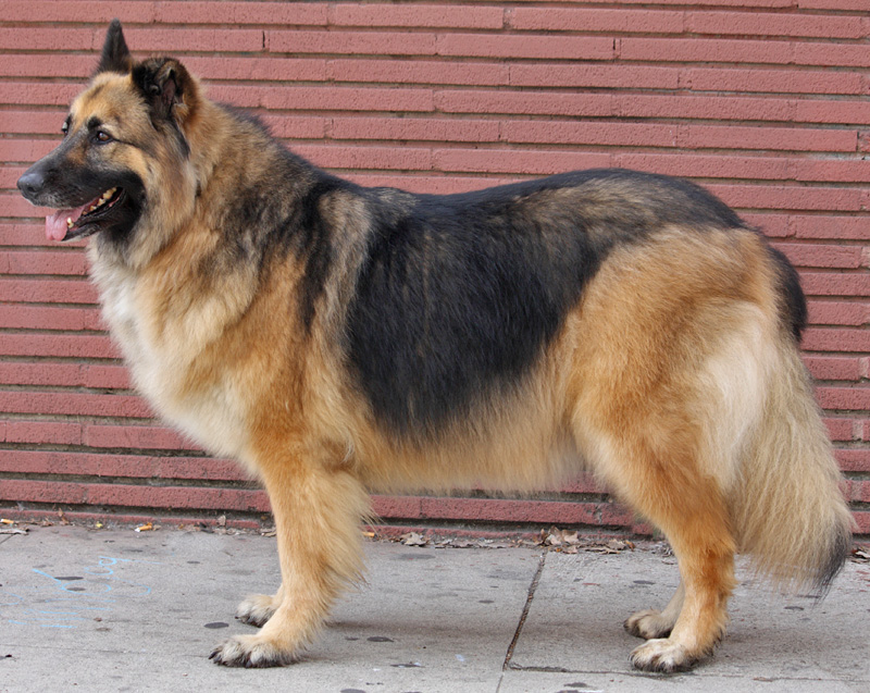 big fluffy german shepherd