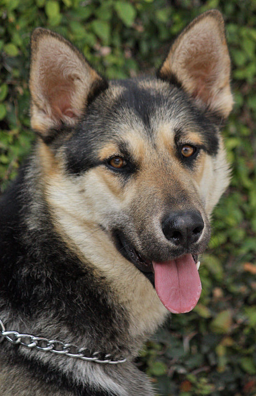 Westside German Shepherd Rescue of Los Angeles