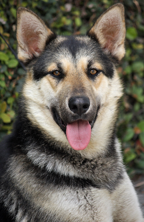 Westside German Shepherd Rescue of Los Angeles