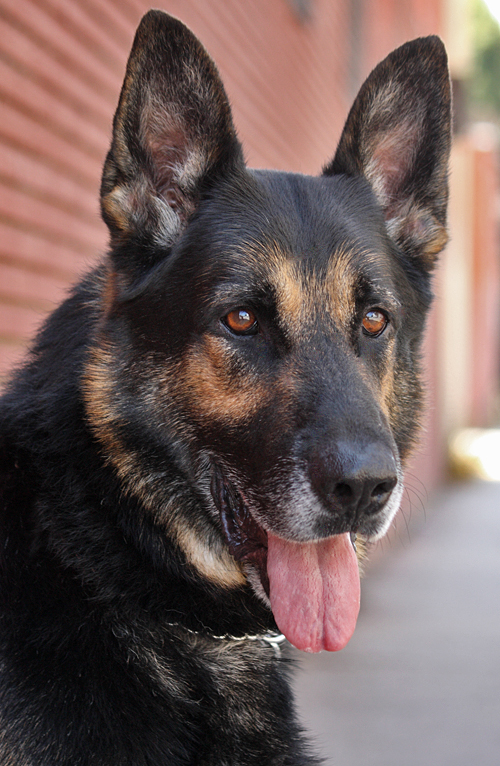 Westside German Shepherd Rescue of Los Angeles