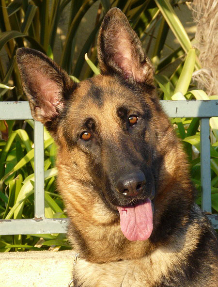 Westside German Shepherd Rescue of Los Angeles