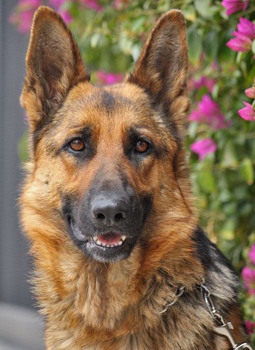 Westside German Shepherd Rescue of Los Angeles