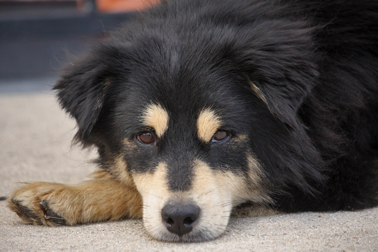 Westside German Shepherd Rescue of Los Angeles