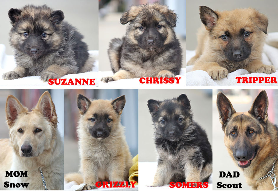 Westside German Shepherd Rescue Of Los Angeles