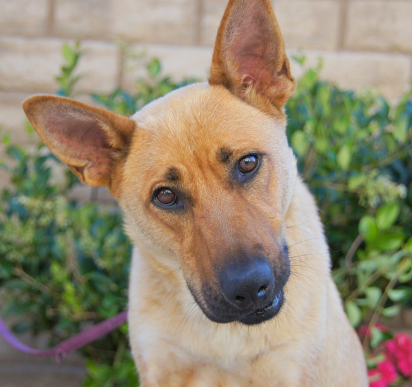 Westside German Shepherd Rescue of Los Angeles