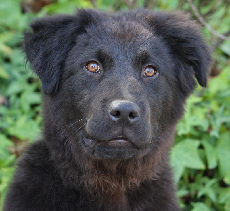 Westside German Shepherd Rescue of Los Angeles