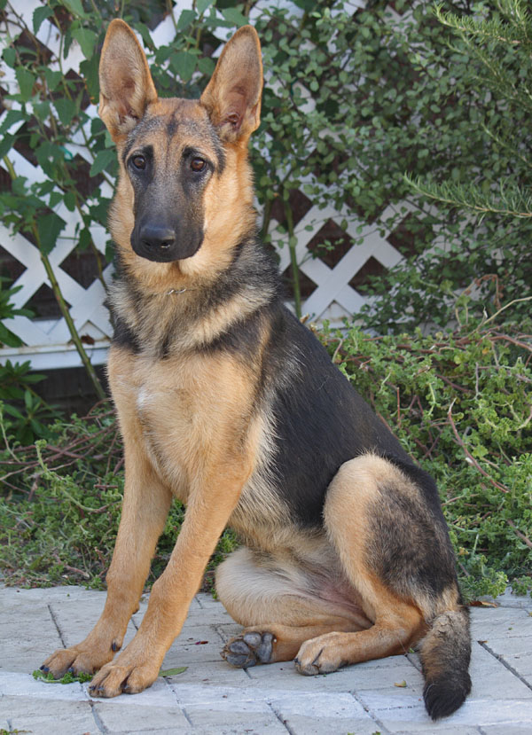 Westside German Shepherd Rescue of Los Angeles