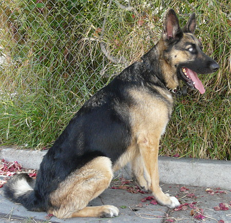 Westside German Shepherd Rescue of Los Angeles