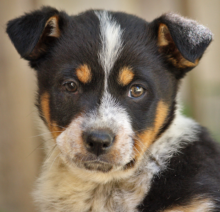 Westside German Shepherd Rescue of Los Angeles